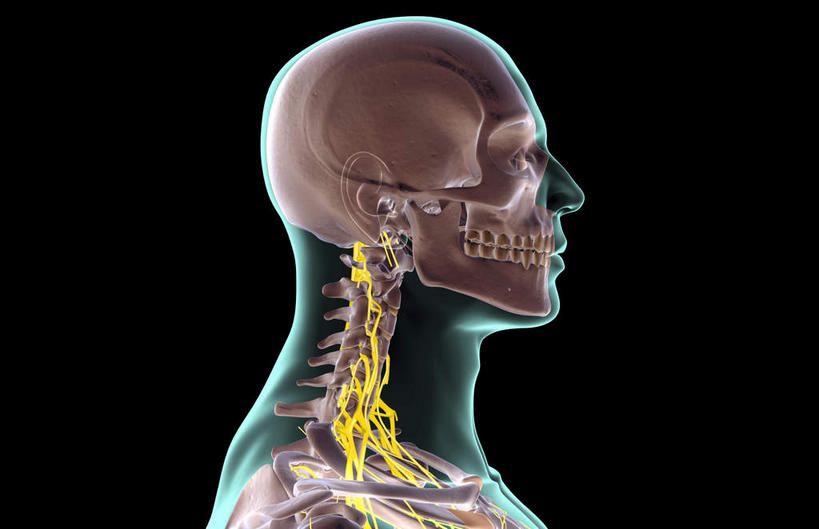 肩胛骨,神经,动脉,静脉,骨骼,无人,横图,插画,x光片,室内,特写,白天,正面,数码,科技,静物,阴影,黑色背景,辐射,科学,网络,医学,头骨,线条,支架,骨头,高光,几何,计算机图形,合成,图画,画,黄色,灰色,模型,人体,电脑合成图,数码合成图,头颅,骨架,医疗,生物学,科学技术,x射线,筋脉,x光,漫画,生理学,写实,具体,具象,半身,彩图,电磁波,电磁辐射