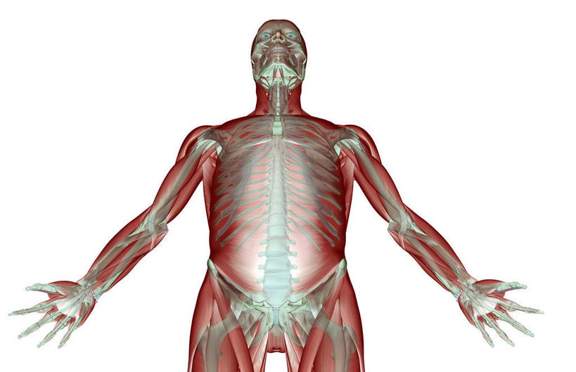 神经,动脉,静脉,骨骼,一个人,无人,站,伸展双臂,横图,插画,室内,特写,白天,白色背景,正面,数码,科技,静物,仅一个人,阴影,网络,医学,线条,支架,骨头,高光,几何,计算机图形,合成,图画,画,黄色,模型,站着,身体,人体,电脑合成图,数码合成图,骨架,生物学,伸出,筋脉,漫画,生理学,写实,具体,具象,敞开双臂,展开双肩,站立,张开手臂,张开双臂,半身,彩图