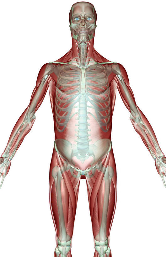 神经,动脉,静脉,骨骼,一个人,无人,站,伸展双臂,竖图,插画,室内,特写,白天,白色背景,正面,数码,科技,静物,仅一个人,阴影,网络,医学,线条,支架,骨头,高光,几何,计算机图形,合成,图画,画,黄色,模型,站着,身体,人体,电脑合成图,数码合成图,骨架,生物学,伸出,筋脉,漫画,生理学,写实,具体,具象,敞开双臂,展开双肩,站立,张开手臂,张开双臂,半身,彩图