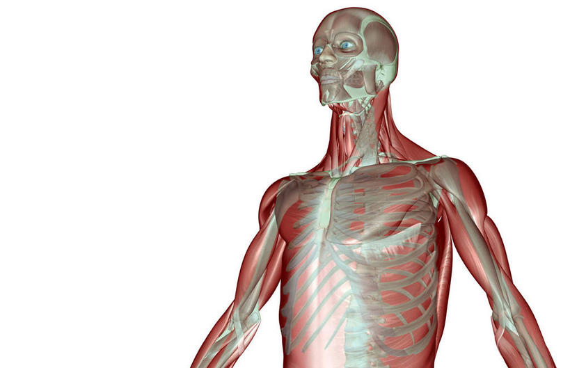 神经,动脉,静脉,骨骼,无人,站,伸展双臂,横图,插画,室内,特写,白天,白色背景,侧面,数码,科技,静物,阴影,网络,医学,线条,支架,骨头,高光,几何,计算机图形,合成,图画,画,黄色,模型,站着,身体,人体,电脑合成图,数码合成图,头颅,骨架,生物学,伸出,筋脉,漫画,生理学,写实,具体,具象,敞开双臂,展开双肩,站立,张开手臂,张开双臂,半身,彩图