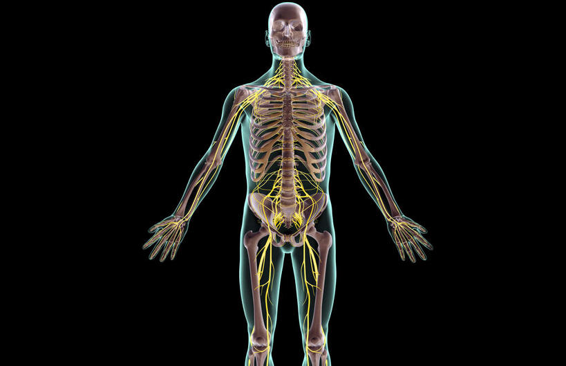 神经,动脉,静脉,骨骼,无人,站,伸展双臂,横图,插画,x光片,室内,特写,白天,正面,数码,科技,静物,阴影,黑色背景,辐射,科学,网络,医学,线条,支架,骨头,高光,几何,计算机图形,合成,图画,画,黄色,模型,站着,身体,人体,轮廓,电脑合成图,数码合成图,骨架,医疗,生物学,科学技术,x射线,伸出,筋脉,x光,漫画,生理学,写实,具体,具象,敞开双臂,展开双肩,站立,张开手臂,张开双臂,半身,彩图,电磁波,电磁辐射