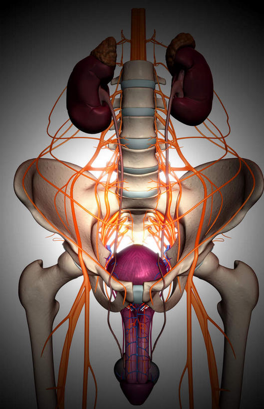 脊髓,骨骼,脊椎,无人,竖图,插画,室内,特写,白天,正面,数码,科技,微生物,静物,阴影,网络,细菌,医学,细胞,支架,骨头,高光,几何,计算机图形,合成,图画,画,一个,蓝色,人体,单个,电脑合成图,数码合成图,骨架,生物学,盆骨,漫画,生理学,写实,具体,具象,鞭毛,螺旋杆菌,脊柱,彩图