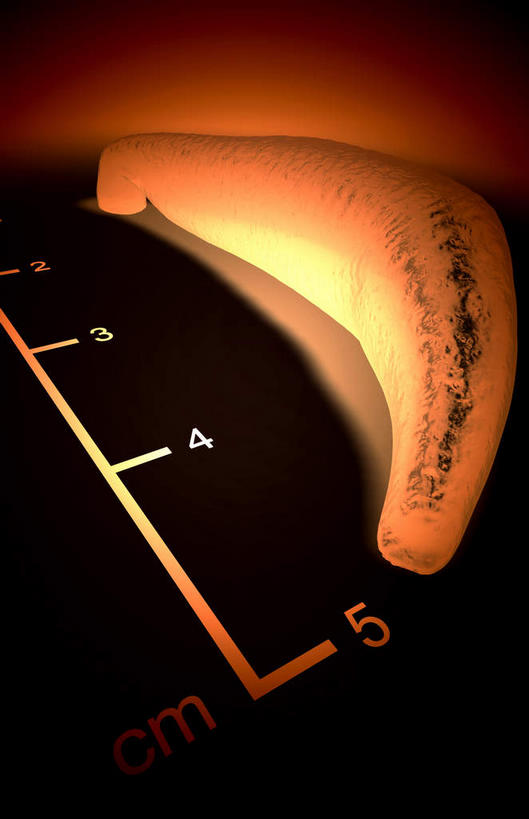 无人,竖图,插画,室内,特写,白天,正面,数码,科技,静物,阴影,网络,医学,标志,数字,文字,细胞,字符,高光,几何,计算机图形,合成,图画,标识,画,人体,阿拉伯数字,电脑合成图,数码合成图,生物学,水生动物,水生物,漫画,生理学,写实,具体,具象,蚂蟥,水蛭,彩图