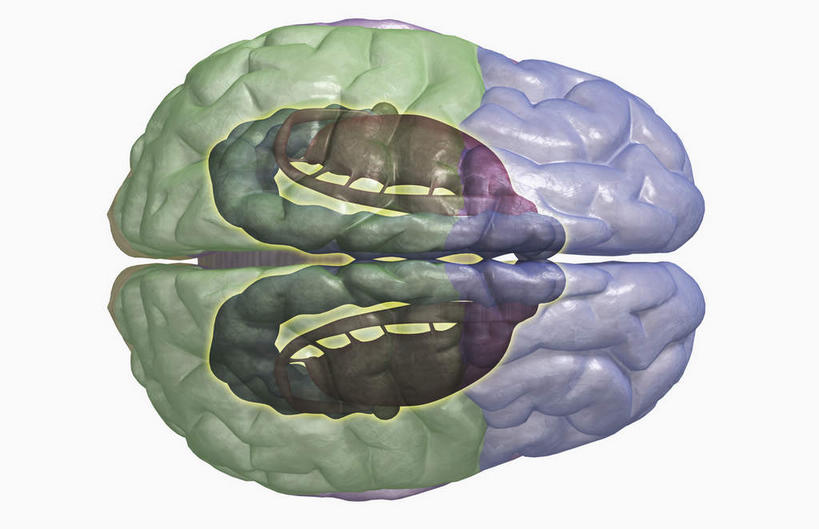 无人,横图,插画,室内,特写,白天,正面,数码,科技,静物,大脑,阴影,网络,医学,高光,几何,计算机图形,系统,合成,图画,画,人体,电脑合成图,数码合成图,生物学,器官,沟壑,漫画,小脑,脑干,生理学,写实,具体,具象,大脑皮层,端脑,沟,灰质,回,间脑,边缘系统,彩图,神经系统