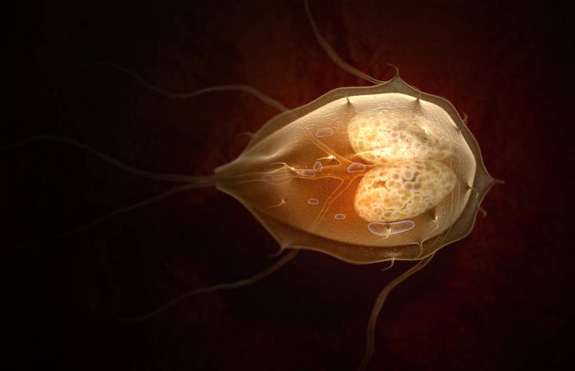 肠,十二指肠,无人,横图,插画,室内,特写,白天,正面,数码,分子,科技,微生物,阴影,黑色背景,网络,医学,高光,几何,计算机图形,合成,图画,画,黄色,生物,电脑合成图,数码合成图,医疗,病毒,生物学,漫画,写实,具体,具象,寄生,寄生虫,贾第虫,生命体,贾第虫病,彩图