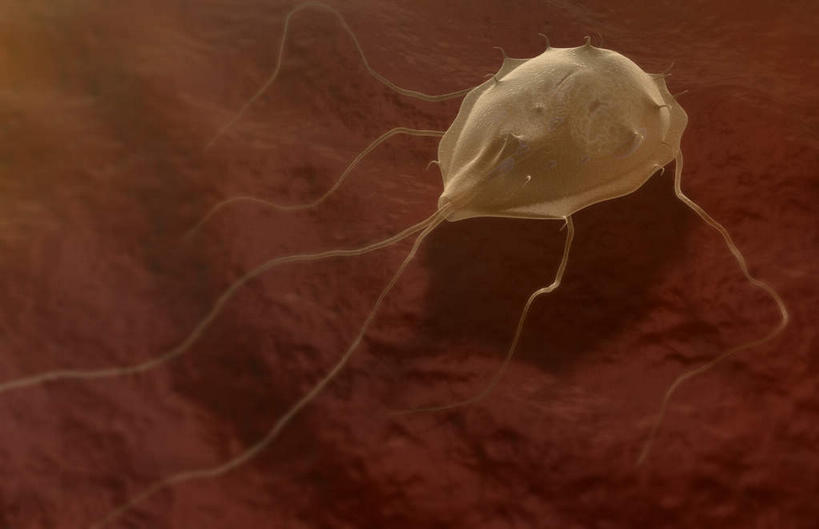 肠,十二指肠,无人,横图,插画,室内,特写,白天,正面,数码,分子,科技,微生物,阴影,黑色背景,网络,医学,高光,几何,计算机图形,合成,图画,画,黄色,生物,电脑合成图,数码合成图,医疗,病毒,生物学,漫画,写实,具体,具象,寄生,寄生虫,贾第虫,生命体,贾第虫病,彩图