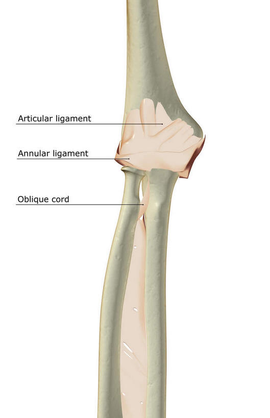 动脉,静脉,骨骼,无人,竖图,插画,室内,特写,白天,白色背景,正面,数码,科技,静物,阴影,网络,医学,英文,标志,文字,字符,字母,骨头,高光,几何,计算机图形,合成,图画,标识,画,模型,人体,英文字母,电脑合成图,数码合成图,骨架,生物学,韧带,漫画,生理学,写实,具体,具象,手肘,尺骨,桡骨,肘部,彩图