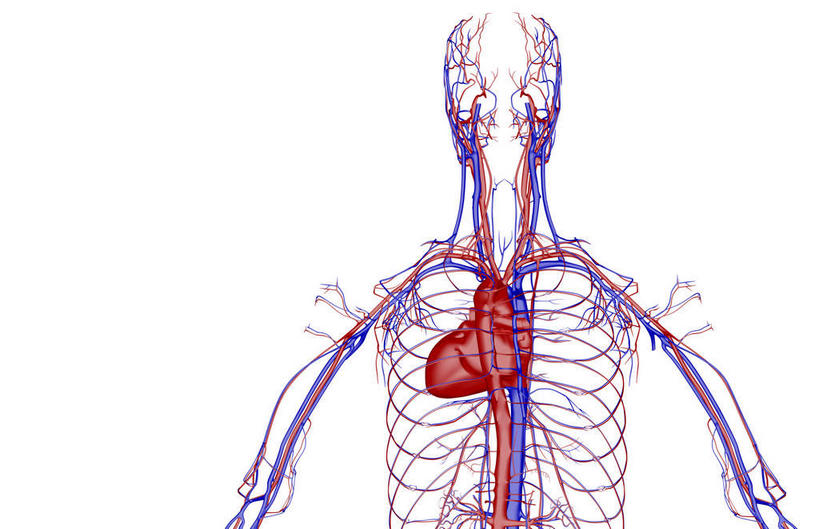 内脏,心脏,神经,动脉,静脉,骨骼,无人,横图,插画,室内,特写,白天,白色背景,正面,数码,科技,静物,阴影,网络,医学,骨头,高光,几何,计算机图形,合成,图画,画,模型,人体,电脑合成图,数码合成图,骨架,生物学,器官,筋脉,漫画,心血管,心房,心室,生理学,写实,具体,具象,心,半身,彩图