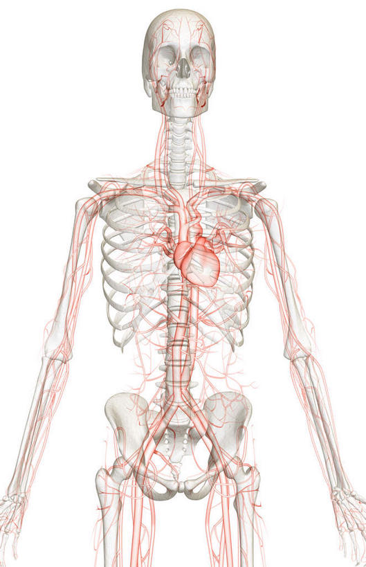 内脏,心脏,神经,动脉,静脉,骨骼,无人,竖图,插画,室内,特写,白天,白色背景,正面,数码,科技,静物,阴影,网络,医学,骨头,高光,几何,计算机图形,合成,图画,画,模型,人体,电脑合成图,数码合成图,骨架,生物学,器官,筋脉,漫画,心血管,心房,心室,生理学,写实,具体,具象,心,半身,彩图