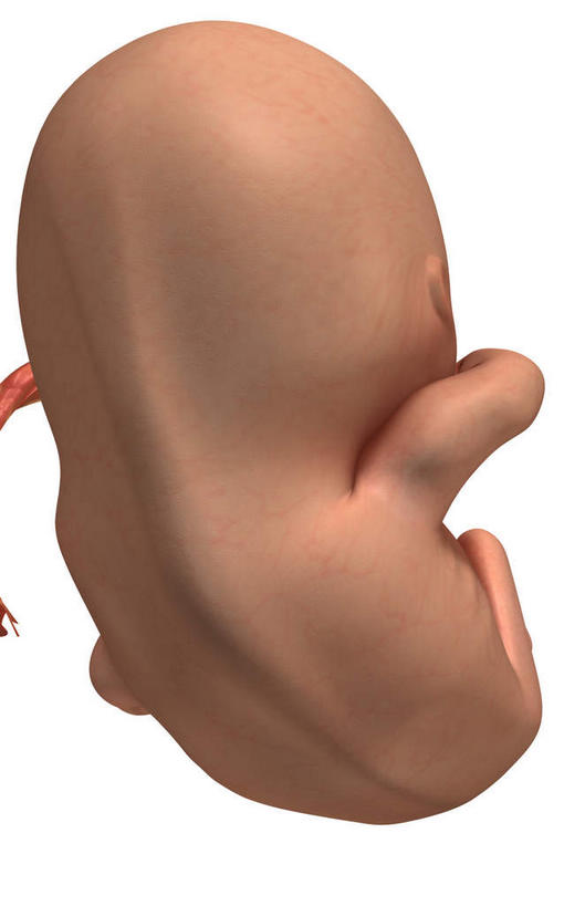 无人,竖图,插画,室内,特写,白天,正面,数码,科技,静物,阴影,网络,医学,高光,几何,计算机图形,合成,图画,画,人体,电脑合成图,数码合成图,胎儿,生物学,脐带,漫画,孕育,保护膜,生理学,写实,具体,具象,彩图,胚胎