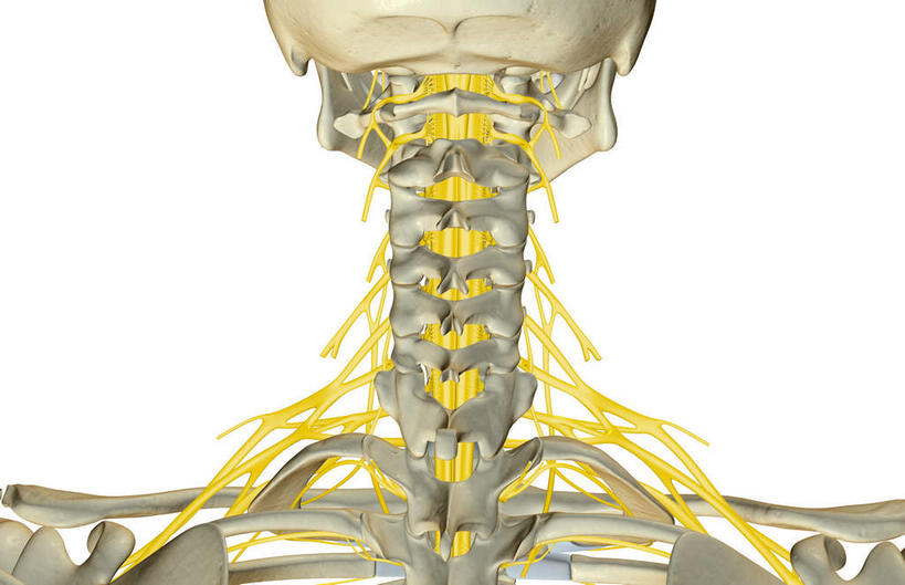 脖子,神经,脊髓,动脉,静脉,骨骼,脊椎,无人,横图,插画,室内,特写,白天,白色背景,正面,数码,科技,静物,阴影,网络,医学,支架,骨头,高光,几何,计算机图形,合成,图画,画,黄色,模型,人体,电脑合成图,数码合成图,骨架,生物学,筋脉,漫画,生理学,写实,具体,具象,颈骨,脊柱,脖,颈,颈部,半身,彩图