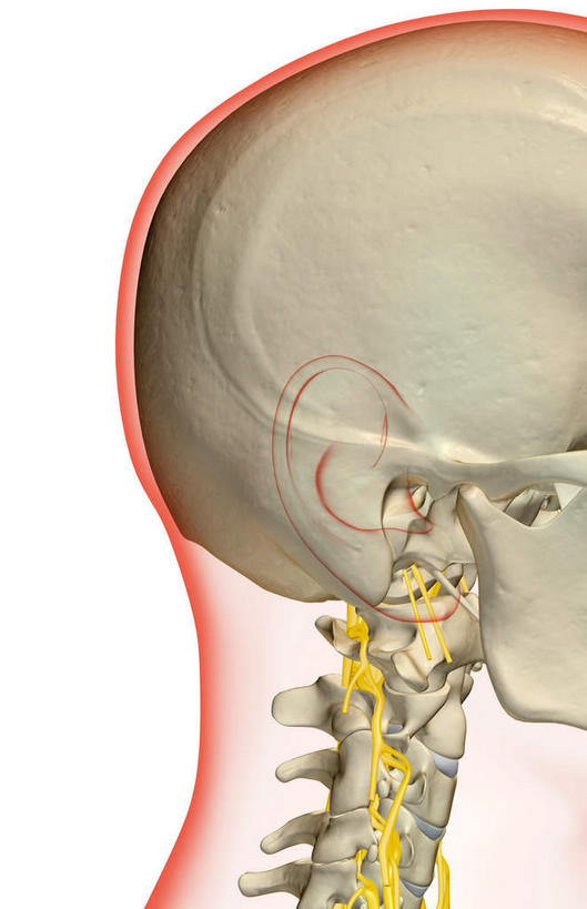 脖子,神经,动脉,静脉,骨骼,无人,竖图,插画,室内,特写,白天,白色背景,正面,数码,科技,静物,阴影,网络,医学,支架,骨头,高光,几何,计算机图形,合成,图画,画,黄色,红色,模型,人体,轮廓,电脑合成图,数码合成图,头颅,骨架,生物学,筋脉,漫画,生理学,写实,具体,具象,颈骨,脖,颈,颈部,半身,彩图