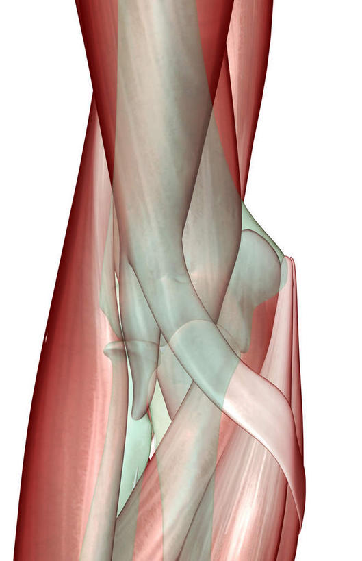 动脉,静脉,骨骼,肌肉,健壮,无人,竖图,插画,室内,特写,白天,白色背景,正面,数码,科技,静物,阴影,网络,医学,支架,骨头,高光,几何,计算机图形,合成,图画,画,模型,健康,活力,力量,人体,青春,电脑合成图,数码合成图,骨架,生物学,强壮,漫画,生理学,写实,具体,具象,手肘,肘部,半身,彩图