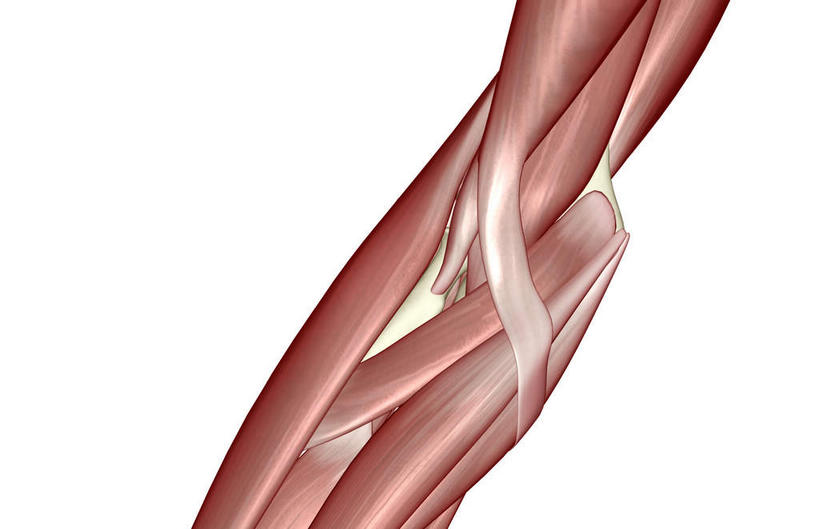 动脉,静脉,骨骼,肌肉,健壮,无人,横图,插画,室内,特写,白天,白色背景,正面,数码,科技,静物,阴影,网络,医学,骨头,高光,几何,计算机图形,合成,图画,画,红色,模型,健康,活力,力量,人体,青春,电脑合成图,数码合成图,骨架,生物学,强壮,漫画,生理学,写实,具体,具象,手肘,尺骨,桡骨,肘部,半身,彩图