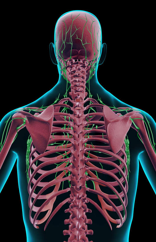 肩胛骨,神经,脊髓,动脉,静脉,骨骼,胸骨,脊椎,无人,竖图,插画,x光片,室内,特写,白天,正面,数码,科技,静物,阴影,黑色背景,辐射,科学,网络,医学,骨头,高光,几何,计算机图形,合成,图画,画,红色,蓝色,绿色,模型,人体,轮廓,电脑合成图,数码合成图,头颅,骨架,生物学,科学技术,x射线,筋脉,x光,漫画,神经元,生理学,写实,具体,具象,腰骨,脊柱,半身,彩图,神经系统,电磁波,电磁辐射