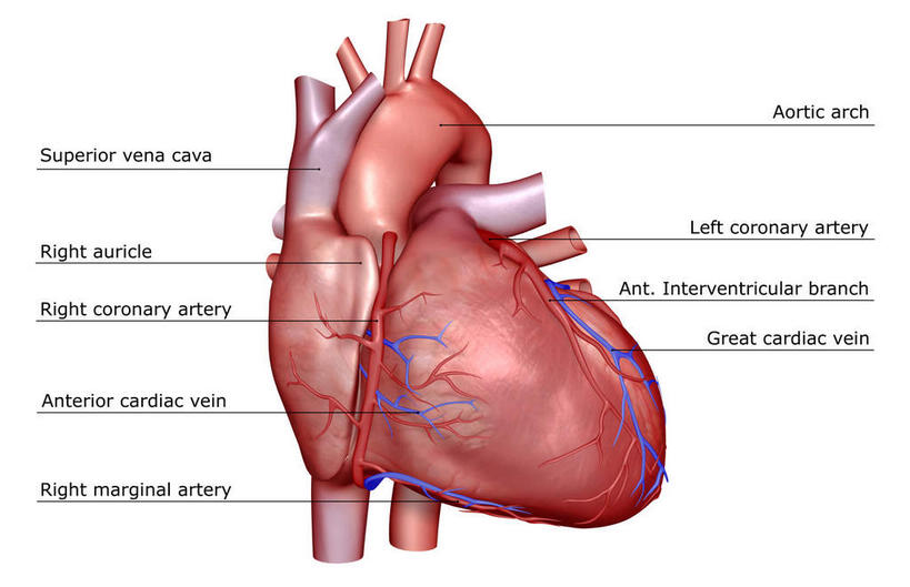 内脏,肺,气管,心脏,神经,动脉,静脉,无人,横图,插画,室内,特写,白天,白色背景,正面,数码,科技,静物,阴影,网络,医学,高光,几何,计算机图形,合成,图画,画,红色,蓝色,模型,人体,电脑合成图,数码合成图,生物学,器官,筋脉,漫画,支气管,神经元,心血管,心房,心室,生理学,写实,具体,具象,冠状动脉,冠心病,肺部,肺脏,心,彩图,神经系统