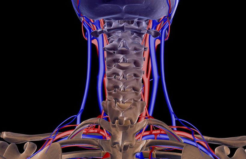 肩胛骨,神经,脊髓,动脉,静脉,骨骼,脊椎,无人,横图,插画,x光片,室内,特写,白天,正面,数码,科技,静物,阴影,黑色背景,辐射,科学,网络,医学,骨头,高光,几何,计算机图形,合成,图画,画,红色,蓝色,模型,人体,电脑合成图,数码合成图,头颅,骨架,生物学,科学技术,x射线,筋脉,x光,漫画,神经元,生理学,写实,具体,具象,顶骨,肱骨,颈骨,脊柱,半身,彩图,神经系统,电磁波,电磁辐射