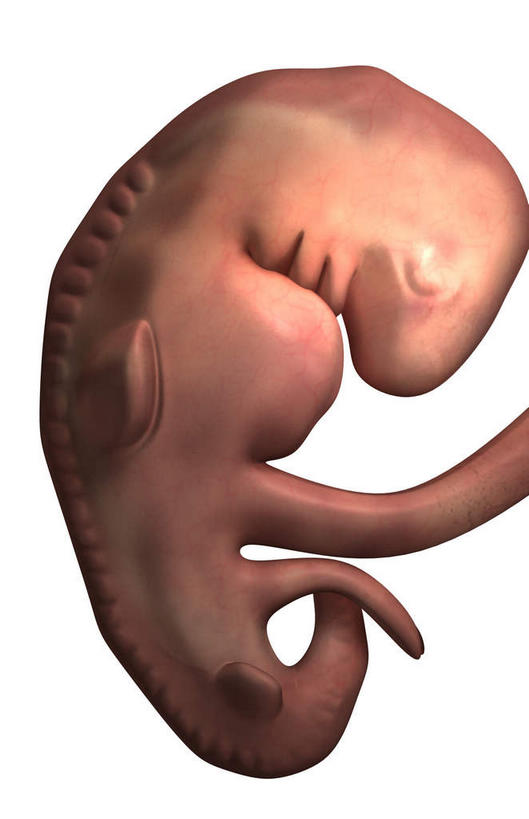 一个人,无人,竖图,插画,室内,白天,白色背景,正面,数码,科技,仅一个人,阴影,网络,高光,几何,计算机图形,合成,图画,画,红色,生长,成长,电脑合成图,数码合成图,胎儿,发育,漫画,孕育,保护膜,写实,具体,具象,彩图,全身,胚胎