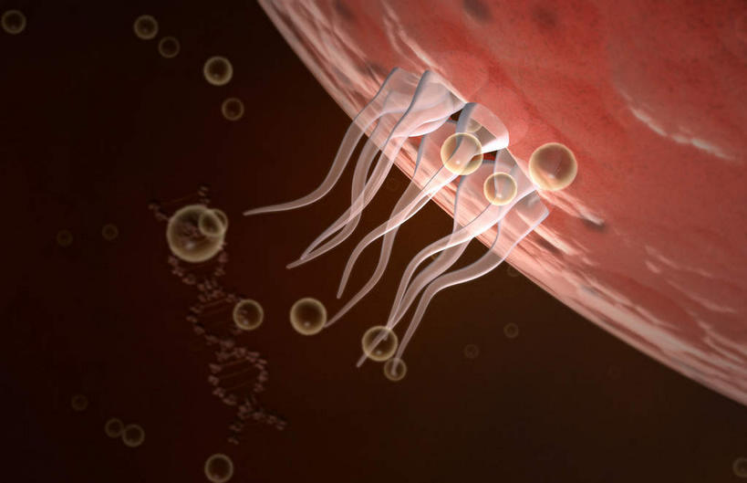 无人,横图,插画,室内,白天,正面,数码,科技,静物,许多,阴影,黑色背景,网络,医学,细胞,高光,几何,计算机图形,合成,图画,画,红色,精子,人体,电脑合成图,数码合成图,生育,生物学,漫画,生理学,写实,具体,具象,受精,生殖细胞,彩图,受精卵