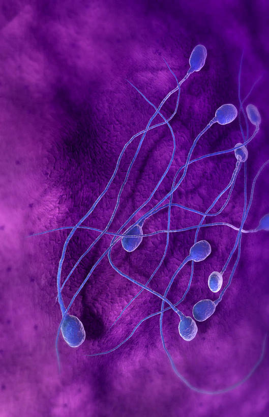 无人,竖图,插画,室内,白天,正面,数码,科技,静物,许多,阴影,黑色背景,网络,医学,细胞,高光,几何,计算机图形,合成,图画,画,精子,人体,电脑合成图,数码合成图,生育,生物学,漫画,生理学,写实,具体,具象,受精,生殖细胞,彩图,受精卵