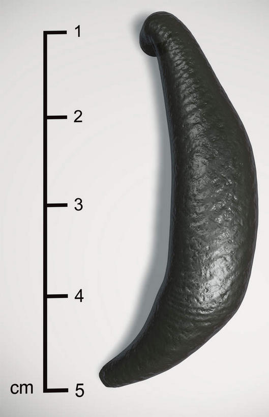 无人,竖图,俯视,黑白,室内,白天,白色背景,数码,科技,阴影,反射,网络,标志,数字,文字,影子,字符,高光,几何,计算机图形,合成,标识,一个,黑色,阿拉伯数字,单个,电脑合成图,数码合成图,水生动物,水生物,写实,具体,具象,蚂蟥,水蛭,高角度拍摄