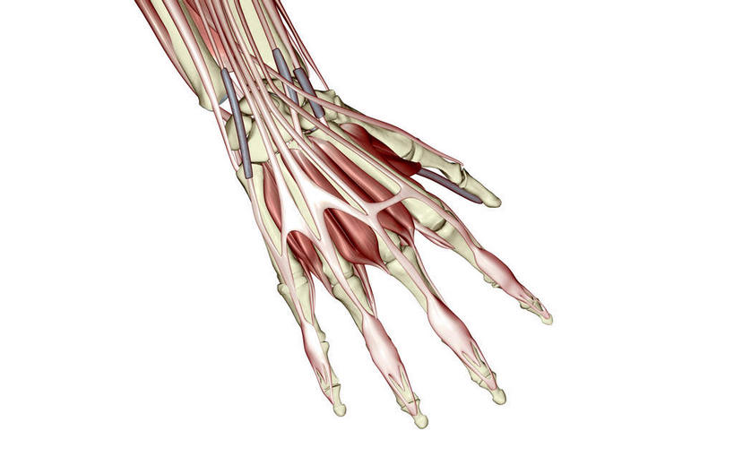 手,动脉,静脉,无人,竖图,室内,白天,白色背景,正面,数码,科技,静物,阴影,网络,医学,高光,几何,计算机图形,合成,模型,手部,手指,人体,电脑合成图,数码合成图,生物学,生理学,写实,具体,具象,桡骨,腕骨,掌骨,指骨,彩图