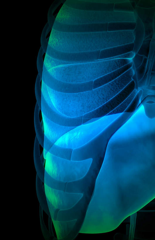 肺,动脉,静脉,骨骼,肋骨,无人,竖图,室内,白天,正面,数码,科技,静物,阴影,黑色背景,网络,医学,骨头,高光,几何,计算机图形,合成,蓝色,模型,人体,电脑合成图,数码合成图,骨架,生物学,生理学,写实,具体,具象,呼吸系统,肺部,肺脏,彩图