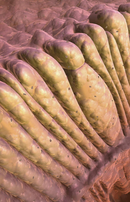 无人,竖图,插画,室内,白天,白色背景,正面,数码,科技,静物,许多,阴影,网络,医学,细胞,高光,几何,计算机图形,合成,图画,画,黄色,红色,模型,人体,电脑合成图,数码合成图,生物学,漫画,生理学,写实,具体,具象,视杆细胞,视锥细胞,彩图