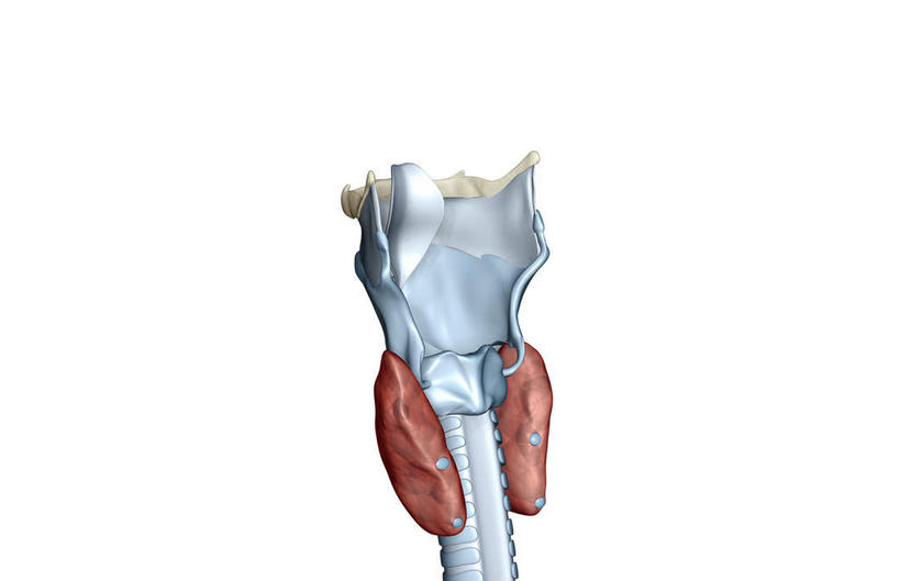 喉咙,动脉,静脉,骨骼,无人,竖图,插画,室内,特写,白天,白色背景,正面,数码,科技,静物,阴影,网络,医学,骨头,高光,几何,计算机图形,合成,图画,画,红色,白色,灰色,模型,人体,电脑合成图,数码合成图,骨架,生物学,漫画,生理学,写实,具体,具象,环状软骨,甲状软骨,舌骨,气管软骨,彩图
