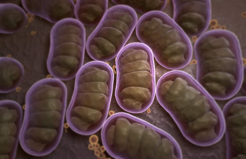 无人,横图,插画,室内,白天,正面,数码,科技,静物,许多,阴影,微小,网络,细菌,医学,细胞,高光,几何,计算机图形,合成,图画,画,粉色,绿色,动物,人体,电脑合成图,数码合成图,生物学,漫画,病菌,生理学,写实,具体,具象,传染,寄生,枯草杆菌,彩图,微弱