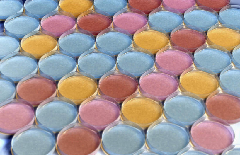 无人,横图,俯视,室内,白天,白色背景,实验,仪器,微生物,一排,许多,研究,整齐,透明,分析,化学,测试,培养皿,棕色,排列,粉色,黄色,蓝色,器皿,生物,培养,队列,皮氏培养皿,试验耗材,实验用品,化学器材,彩图,高角度拍摄