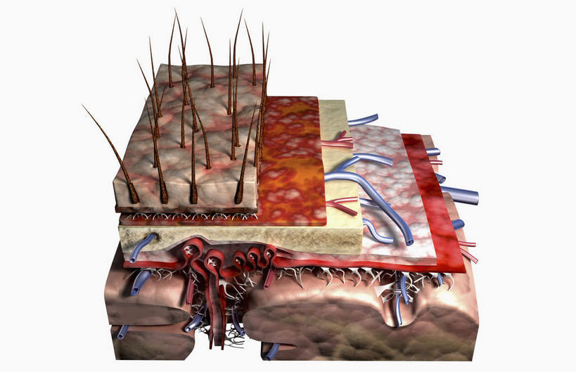 内脏,脑,动脉,静脉,无人,横图,插画,室内,白天,正面,数码,科技,静物,许多,阴影,网络,医学,高光,几何,计算机图形,合成,图画,画,模型,人体,皮肤,电脑合成图,数码合成图,生物学,人体器官,器官,漫画,生理学,写实,具体,具象,毛囊,头皮,软脑膜,硬脑膜,脑部,脑子,彩图,脑膜
