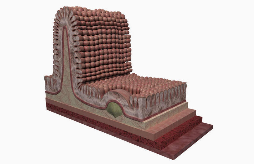 肠,十二指肠,无人,横图,插画,室内,白天,白色背景,正面,数码,科技,静物,阴影,网络,结构,医学,绒毛,细胞,高光,几何,计算机图形,构造,合成,图画,画,红色,人体,电脑合成图,数码合成图,生物学,布局,横截面,漫画,生理学,写实,具体,具象,回肠,大肠,盲肠,小肠,直肠,彩图