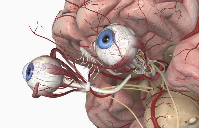 眼睛,动脉,静脉,无人,横图,室内,白天,白色背景,正面,数码,科技,静物,瞳孔,阴影,网络,医学,高光,几何,计算机图形,合成,模型,人体,眼部,电脑合成图,数码合成图,生物学,视网膜,眼球,器官,生理学,写实,具体,具象,巩膜,角膜,滑车神经,视神经,外展神经,视觉器官,眼房,眼球壁,下斜肌,脑动脉,动眼神经,外直肌,眼,彩图
