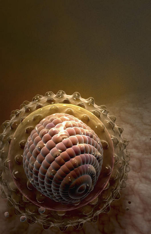 动脉,静脉,无人,竖图,室内,白天,白色背景,正面,数码,科技,微生物,静物,阴影,网络,医学,高光,几何,计算机图形,合成,模型,生物,人体,电脑合成图,数码合成图,医疗,病毒,生物学,生理学,写实,具体,具象,寄生,生命体,生物病毒,肝炎,彩图