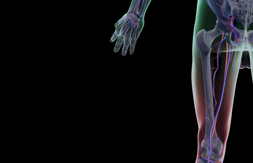 动脉,静脉,骨骼,血管,无人,横图,室内,白天,正面,数码,科技,静物,大腿,阴影,黑色背景,网络,医学,骨头,高光,几何,计算机图形,合成,模型,人体,电脑合成图,数码合成图,骨架,生物学,生理学,写实,具体,具象,半身,彩图