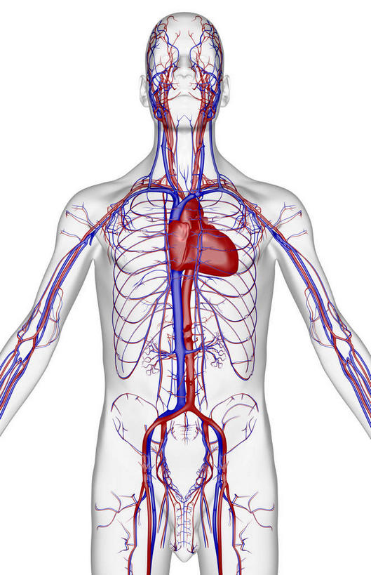 动脉,静脉,骨骼,无人,竖图,室内,白天,白色背景,正面,数码,科技,静物,阴影,网络,医学,骨头,高光,几何,计算机图形,合成,模型,人体,皮肤,电脑合成图,数码合成图,骨架,生物学,生理学,写实,具体,具象,髂动脉,髂外动脉,髂外静脉,下腔静脉,降主动脉,半身,彩图