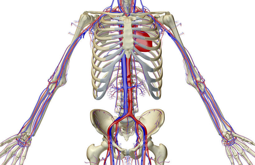 动脉,静脉,骨骼,无人,横图,室内,白天,白色背景,正面,数码,科技,静物,阴影,网络,医学,骨头,高光,几何,计算机图形,合成,模型,人体,皮肤,电脑合成图,数码合成图,骨架,生物学,生理学,写实,具体,具象,髂动脉,髂外动脉,髂外静脉,下腔静脉,降主动脉,半身,彩图