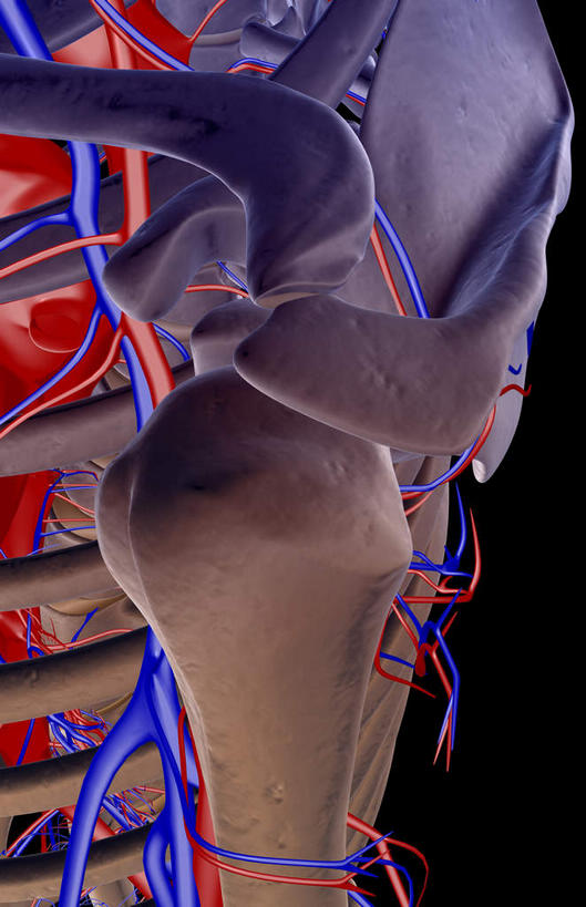 动脉,静脉,骨骼,无人,竖图,室内,白天,正面,数码,科技,静物,阴影,黑色背景,网络,医学,骨头,高光,几何,计算机图形,合成,模型,人体,电脑合成图,数码合成图,骨架,生物学,生理学,写实,具体,具象,腋动脉,腋静脉,半身,彩图