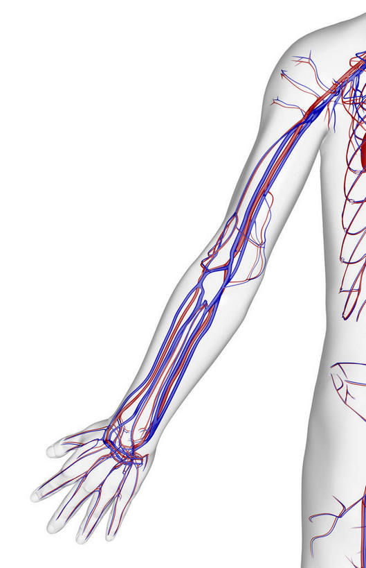动脉,静脉,骨骼,无人,竖图,室内,白天,白色背景,正面,数码,科技,静物,阴影,网络,医学,骨头,高光,几何,计算机图形,合成,模型,人体,皮肤,电脑合成图,数码合成图,骨架,生物学,生理学,写实,具体,具象,前臂,半身,彩图