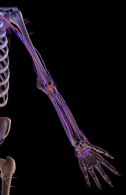 动脉,静脉,骨骼,无人,竖图,室内,白天,正面,数码,科技,静物,阴影,黑色背景,网络,医学,骨头,高光,几何,计算机图形,合成,模型,人体,电脑合成图,数码合成图,骨架,生物学,生理学,写实,具体,具象,尺动脉,肱静脉,桡动脉,桡静脉,半身,彩图