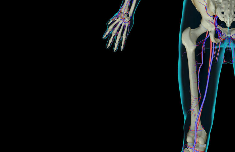 手,动脉,静脉,骨骼,无人,横图,室内,白天,正面,数码,科技,静物,大腿,阴影,黑色背景,网络,医学,骨头,高光,几何,计算机图形,合成,模型,手部,血液,人体,皮肤,电脑合成图,数码合成图,骨架,生物学,生理学,写实,具体,具象,手掌静脉,半身,彩图