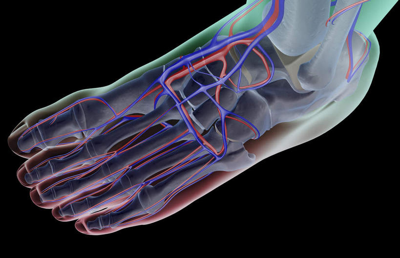 腿部,脚,脚趾,脚趾甲,动脉,静脉,骨骼,腿,无人,横图,室内,白天,正面,数码,科技,静物,阴影,黑色背景,网络,医学,骨头,高光,几何,计算机图形,合成,模型,人体,皮肤,电脑合成图,数码合成图,骨架,生物学,生理学,写实,具体,具象,足背动脉,足背静脉,脚指甲,半身,彩图