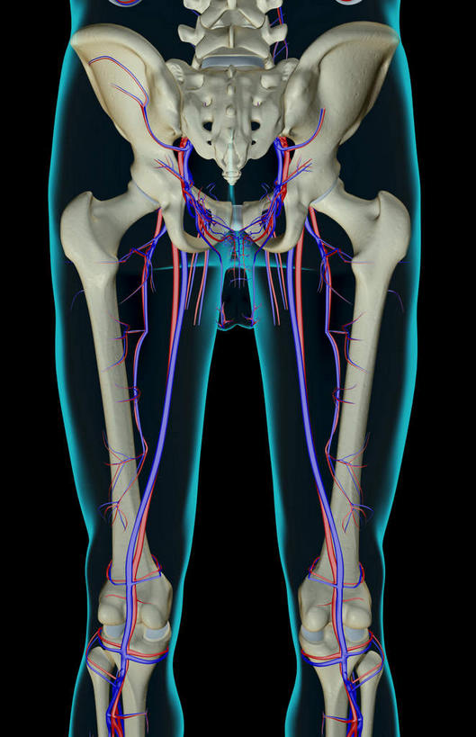 动脉,静脉,骨骼,骨盆,无人,竖图,室内,白天,正面,数码,科技,静物,阴影,黑色背景,网络,医学,骨头,高光,几何,计算机图形,合成,模型,人体,电脑合成图,数码合成图,骨架,生物学,生理学,写实,具体,具象,股动脉,股静脉,下肢,半身,彩图