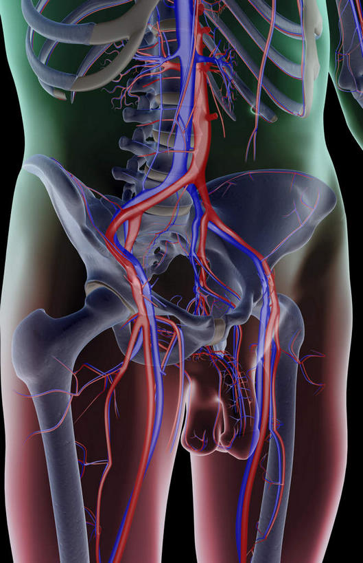 动脉,静脉,骨骼,骨盆,无人,竖图,室内,白天,正面,数码,科技,静物,阴影,黑色背景,网络,医学,骨头,高光,几何,计算机图形,合成,模型,人体,皮肤,电脑合成图,数码合成图,骨架,生物学,生理学,写实,具体,具象,半身,彩图