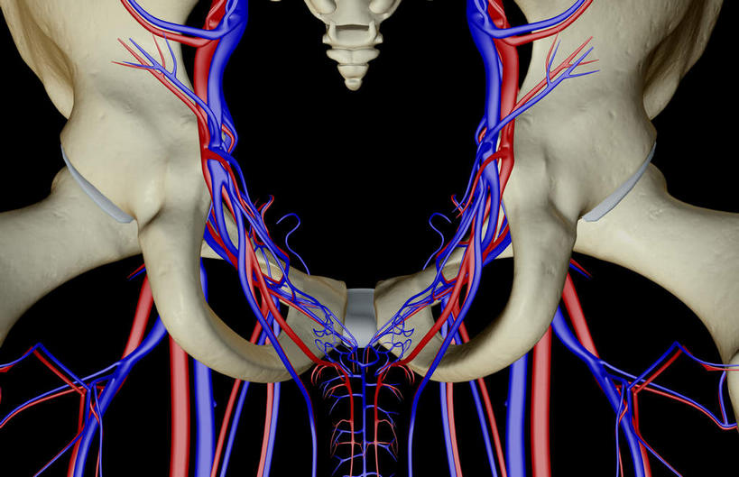 动脉,静脉,骨骼,骨盆,血管,无人,横图,室内,白天,正面,数码,科技,静物,阴影,黑色背景,网络,医学,骨头,高光,几何,计算机图形,合成,模型,人体,电脑合成图,数码合成图,骨架,生物学,生理学,写实,具体,具象,半身,彩图