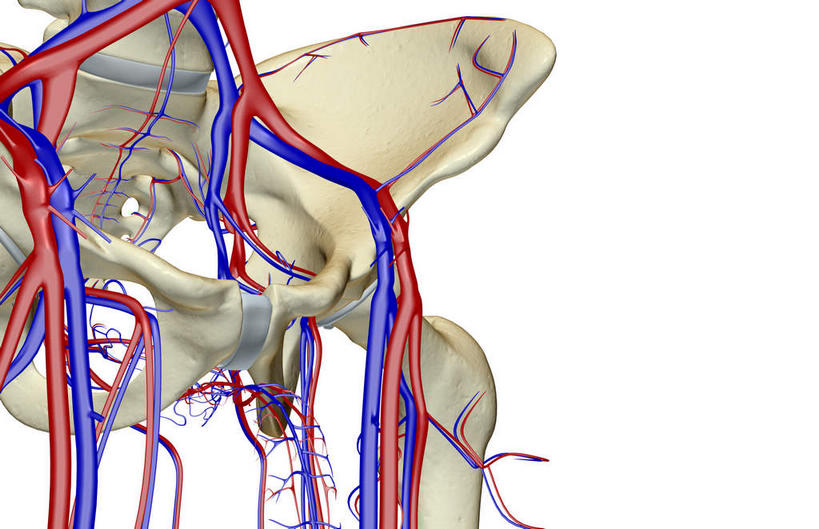 动脉,静脉,骨骼,骨盆,无人,竖图,室内,白天,白色背景,正面,数码,科技,静物,阴影,网络,医学,骨头,高光,几何,计算机图形,合成,模型,人体,皮肤,电脑合成图,数码合成图,骨架,生物学,生理学,写实,具体,具象,髂动脉,髂静脉,髂内动脉,半身,彩图