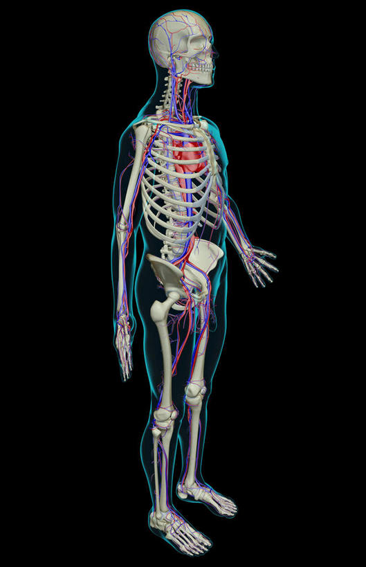 动脉,静脉,骨骼,无人,竖图,室内,白天,正面,数码,科技,静物,阴影,黑色背景,网络,医学,骨头,高光,几何,计算机图形,合成,模型,人体,皮肤,电脑合成图,数码合成图,骨架,生物学,生理学,写实,具体,具象,锁骨下动脉,锁骨下静脉,半身,彩图