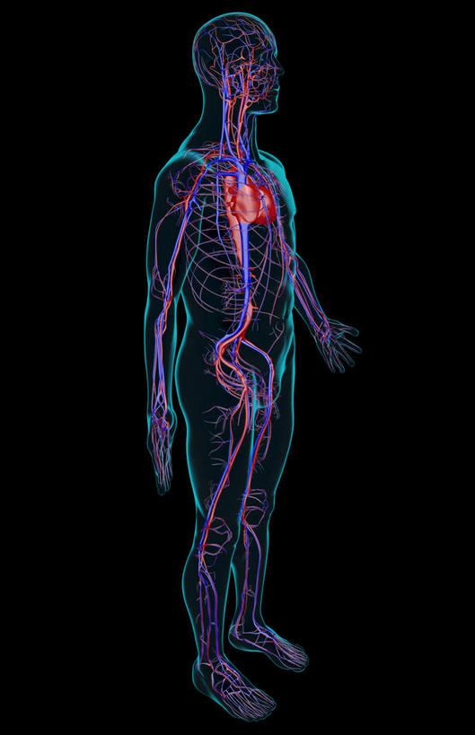 骨骼,无人,竖图,室内,白天,正面,数码,科技,阴影,黑色背景,网络,骨头,高光,几何,计算机图形,合成,电脑合成图,数码合成图,骨架,写实,具体,具象,降主动脉,血管系统,半身,彩图