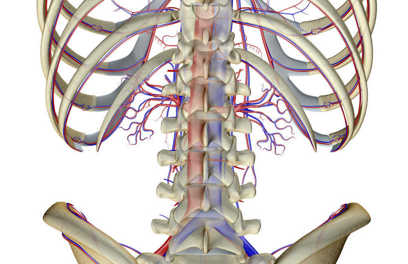 动脉,静脉,骨骼,血管,无人,横图,室内,白天,白色背景,正面,数码,科技,静物,阴影,网络,医学,骨头,高光,几何,计算机图形,合成,模型,人体,电脑合成图,数码合成图,骨架,生物学,生理学,写实,具体,具象,肾动脉,肾静脉,半身,彩图